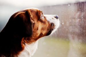 nature, Rain, Animals, Dogs