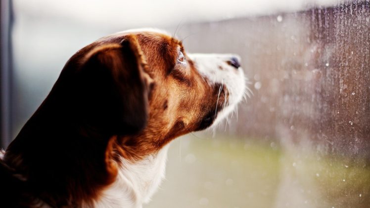 nature, Rain, Animals, Dogs HD Wallpaper Desktop Background