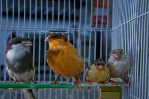 family, Cage, Canaries