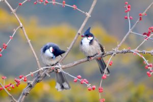 red, Whiskered, Bulbul, Birds wide