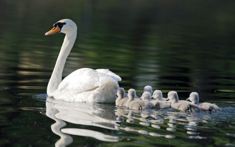 birds, Swans, Outdoors, Swimming, Baby, Birds HD Wallpaper Desktop Background