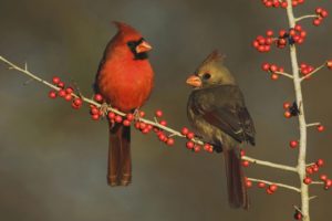 country, Texas, Cardinal, Berries, Eating