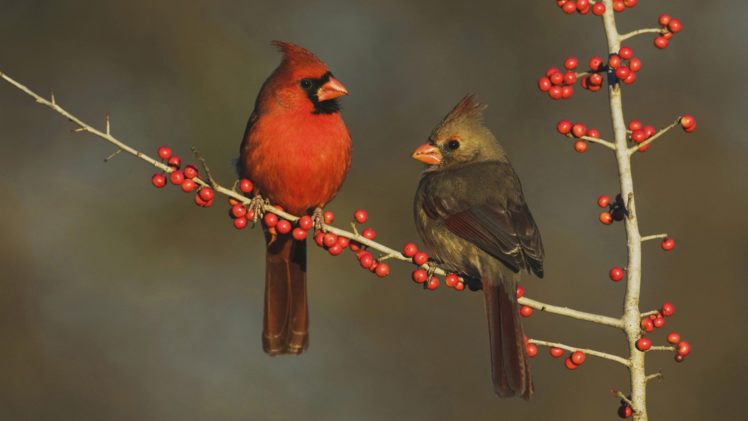 country, Texas, Cardinal, Berries, Eating HD Wallpaper Desktop Background