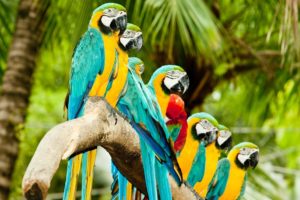 nature, Parrots, Scarlet, Macaws, Blue and yellow, Macaws