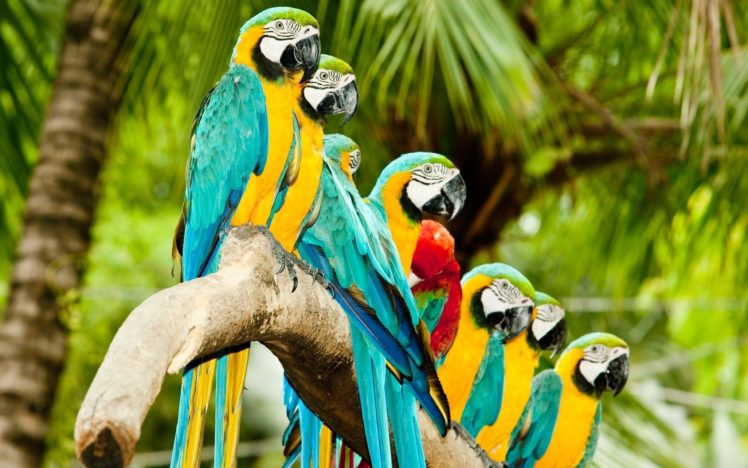 nature, Parrots, Scarlet, Macaws, Blue and yellow, Macaws HD Wallpaper Desktop Background