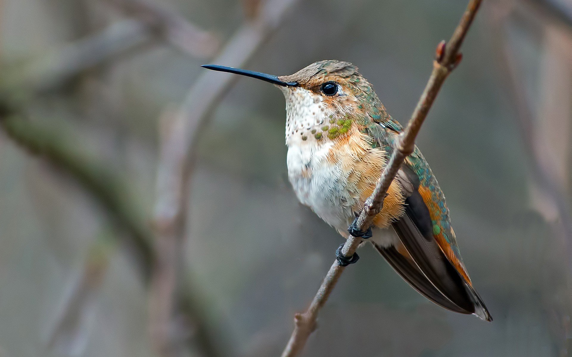 nature, Animals Wallpaper