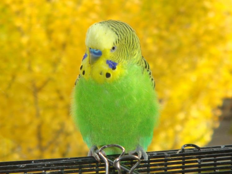 birds, Parakeets, Budgerigar HD Wallpaper Desktop Background