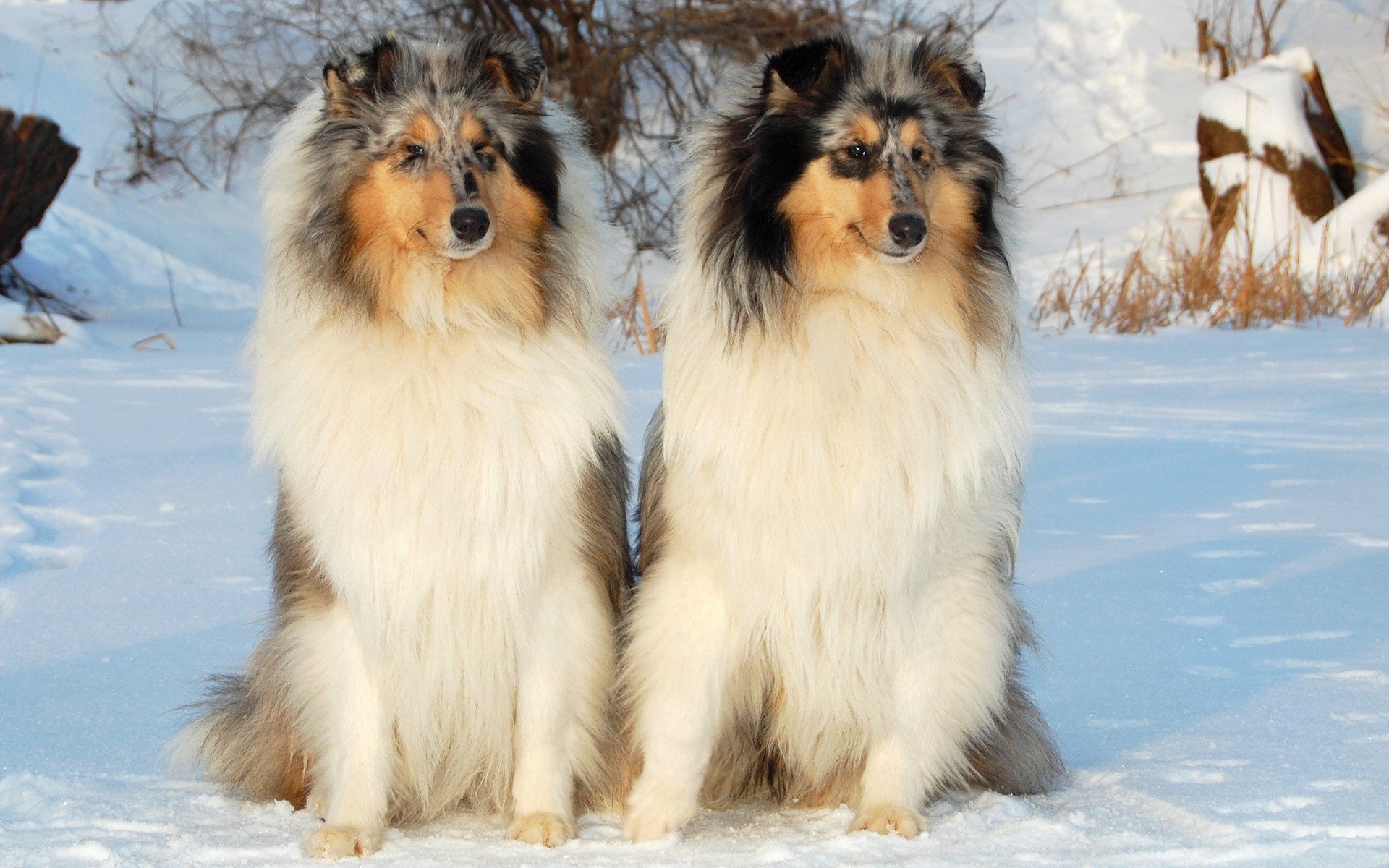 animals, Dogs, Snowing, Widescreen Wallpaper