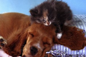 cats, Animals, Puppies, Kittens, Pets, Baby, Animals