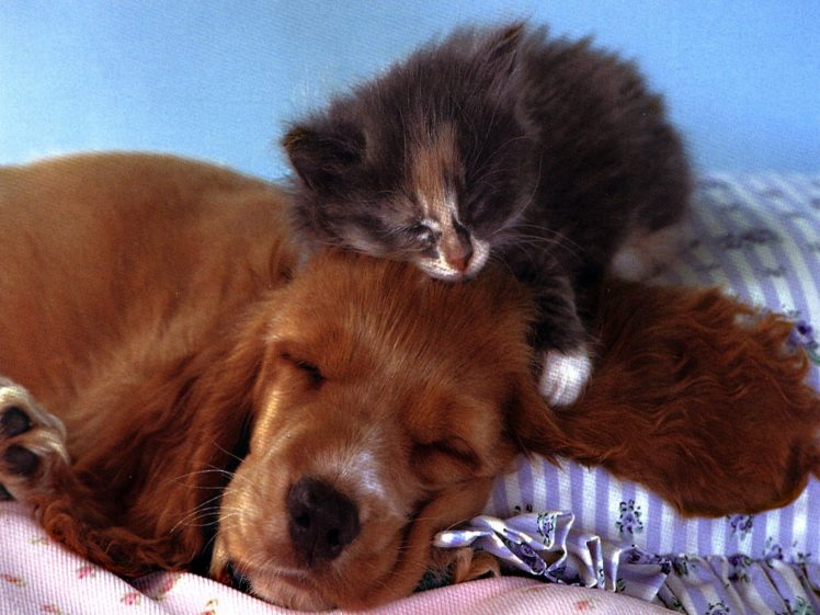 cats, Animals, Puppies, Kittens, Pets, Baby, Animals HD Wallpaper Desktop Background