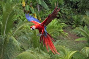 birds, Animals, Parrots, Scarlet, Macaws, Macaw