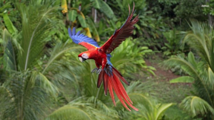 birds, Animals, Parrots, Scarlet, Macaws, Macaw HD Wallpaper Desktop Background