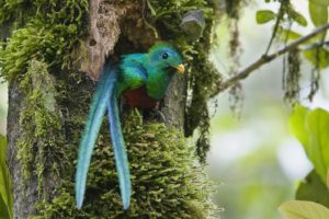 birds, Costa, Rica, Duplicate, Quetzal