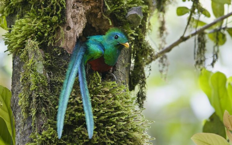 birds, Costa, Rica, Duplicate, Quetzal HD Wallpaper Desktop Background