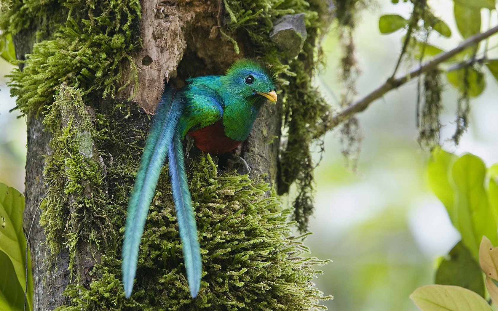 birds, Costa, Rica, Duplicate, Quetzal Wallpaper