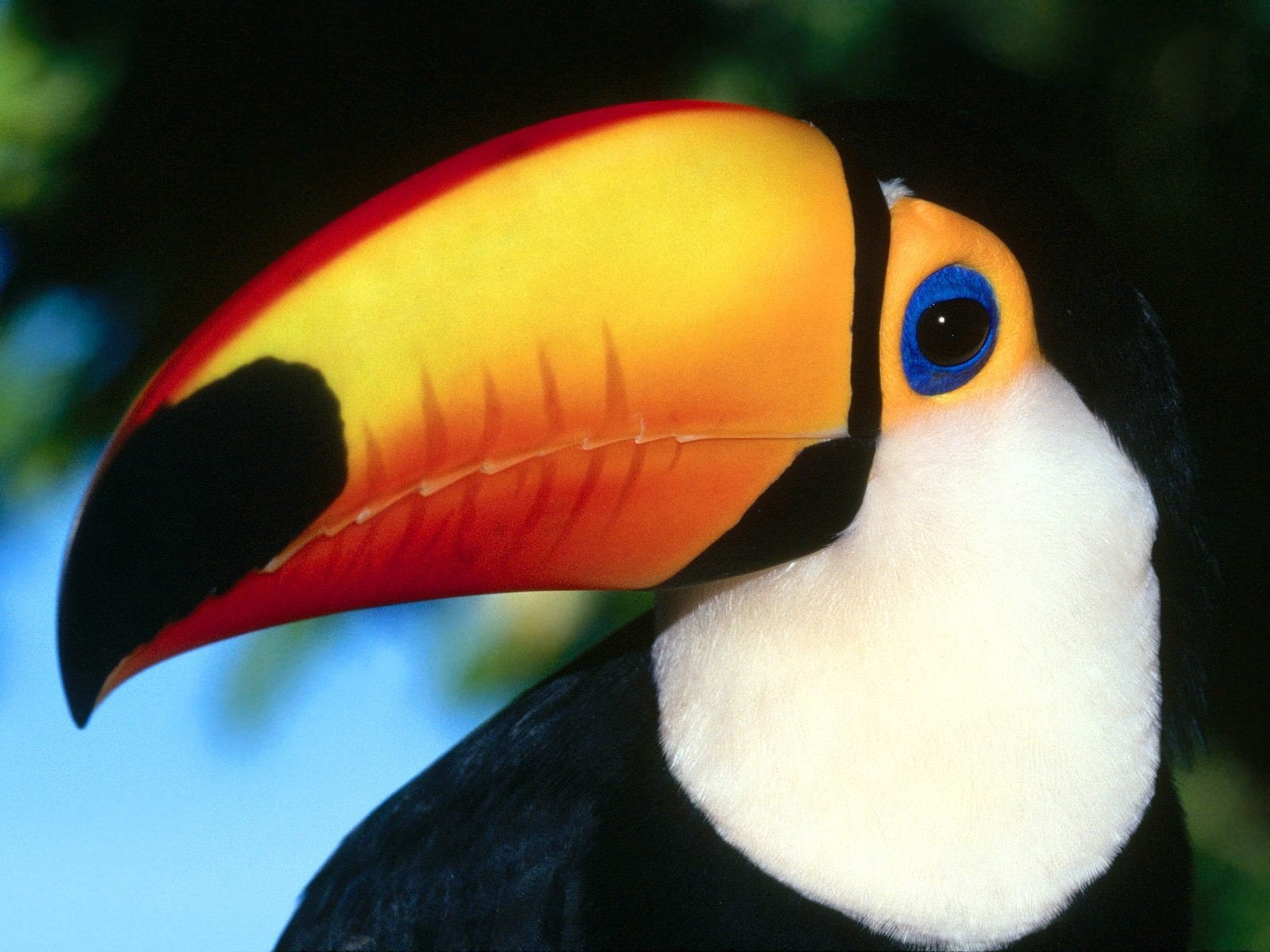 nature, Birds, Toucans Wallpaper