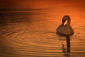 water, Birds, Animals, Swans, Ponds, Ripples
