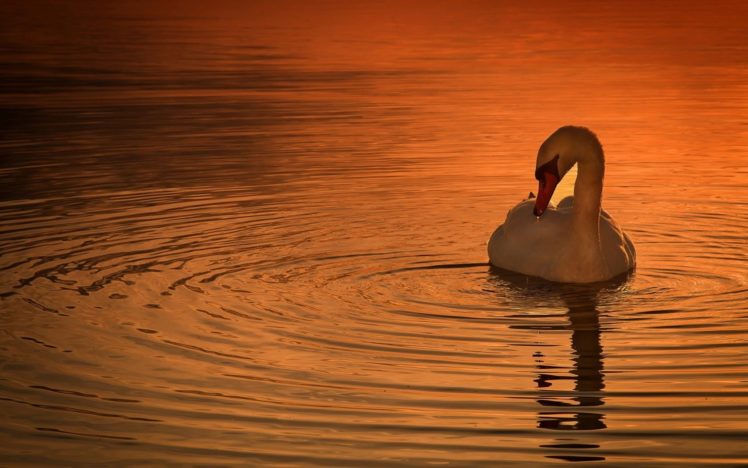 water, Birds, Animals, Swans, Ponds, Ripples HD Wallpaper Desktop Background