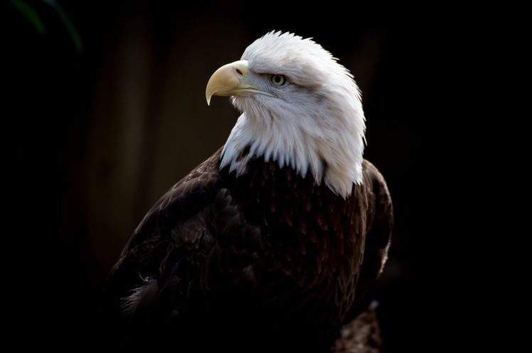bald, Eagle, Eagle, Bird, Predator, Beak, Profile HD Wallpaper Desktop Background