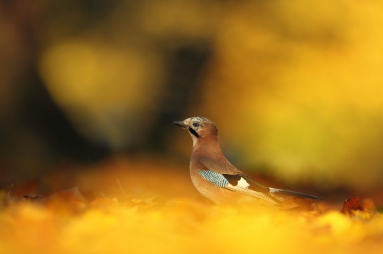 bird, Yellow, Autumn, Leaves, Fallen HD Wallpaper Desktop Background