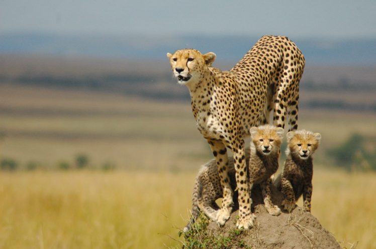 cheetah, Kitten, Baby HD Wallpaper Desktop Background