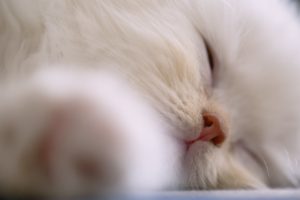 cat, White, Face, Nose, Sleeping