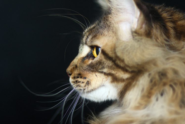 cat, Predator, Maine, Coon HD Wallpaper Desktop Background