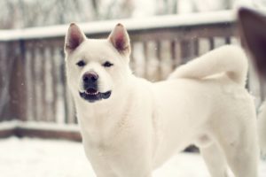 dog, Winter