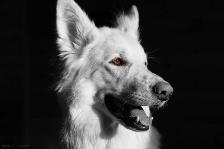 dog, White, Dog, White, Shepherd HD Wallpaper Desktop Background