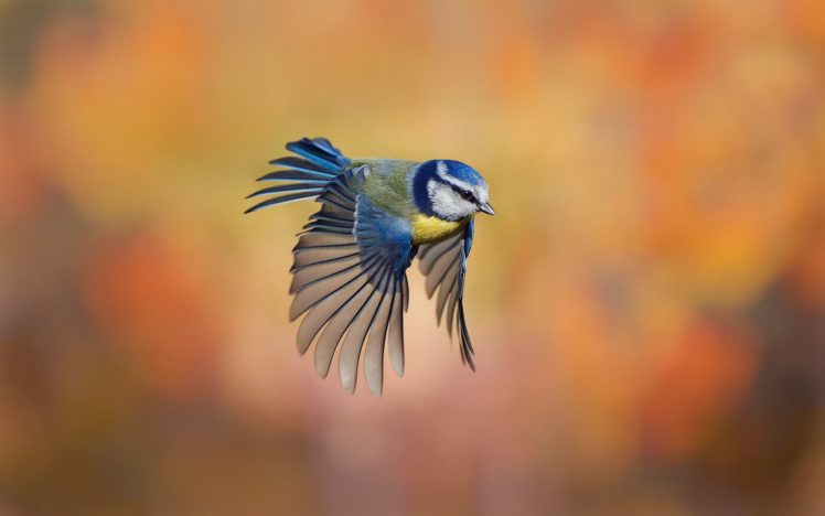 flight, Tit, Rozmytost, Bird HD Wallpaper Desktop Background