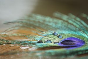 feather, Drops, Shine, Color, Close up