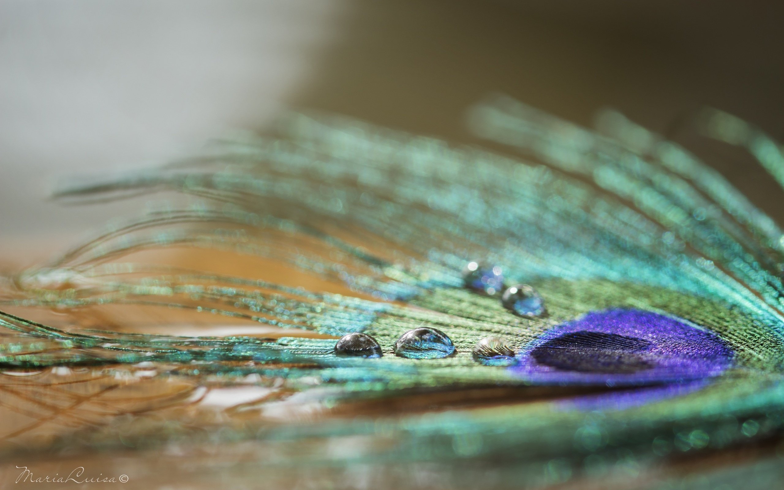 feather, Drops, Shine, Color, Close up Wallpaper