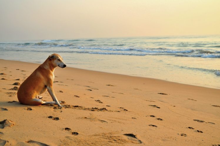 sea, , Waves, Footprints, Beach, Dog, Sand, Mood HD Wallpaper Desktop Background