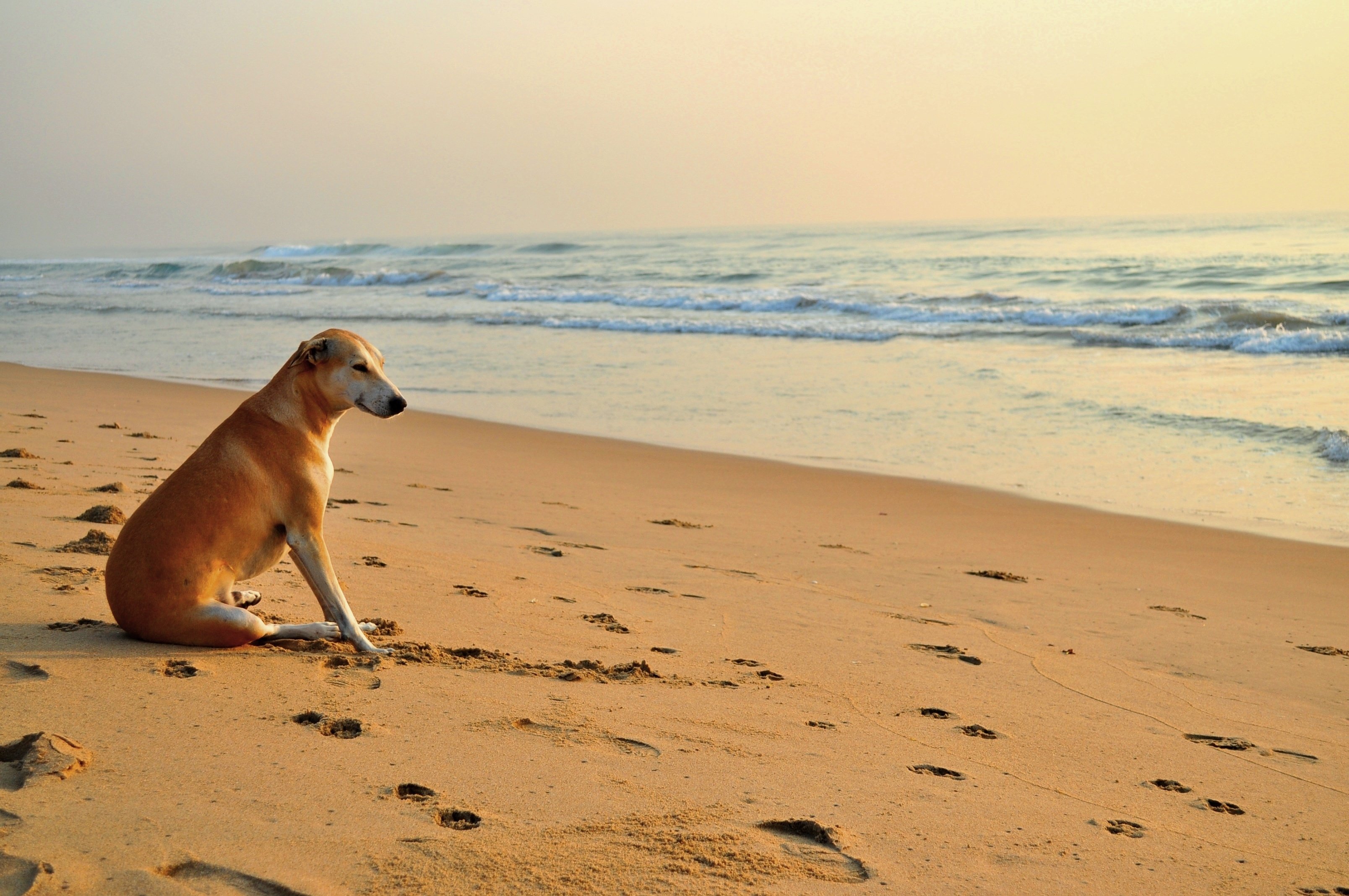 sea, , Waves, Footprints, Beach, Dog, Sand, Mood Wallpaper