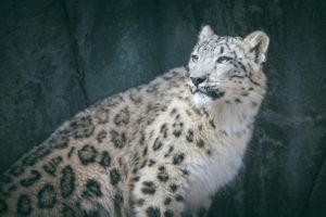 snow, Leopard, Wild, Cat, Predator, Spots, Fur