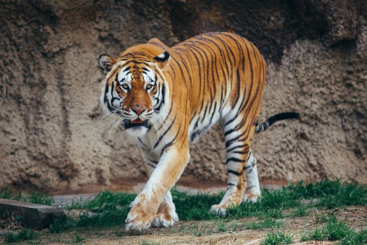 tiger, Wild, Cat, Predator, Walk HD Wallpaper Desktop Background