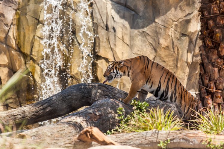 tiger, Wild, Cat, Predator, Profile HD Wallpaper Desktop Background