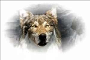 wolf, Predator, Face, Art