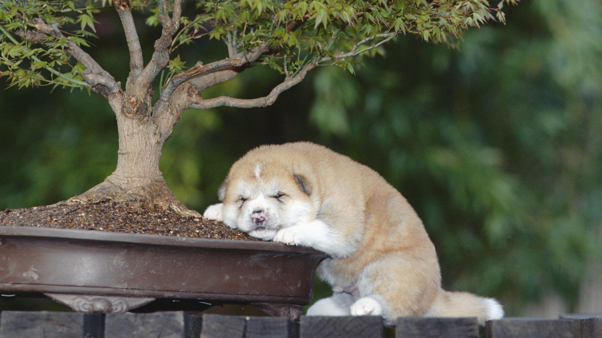 animals, Young, Puppies, Bonsai, Akita Wallpaper