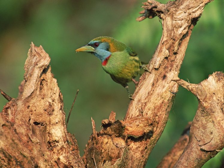 birds, Peru, Branches HD Wallpaper Desktop Background