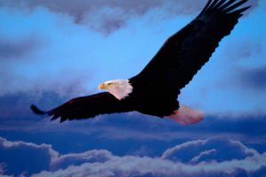 wings, Freedom, Bald, Eagles