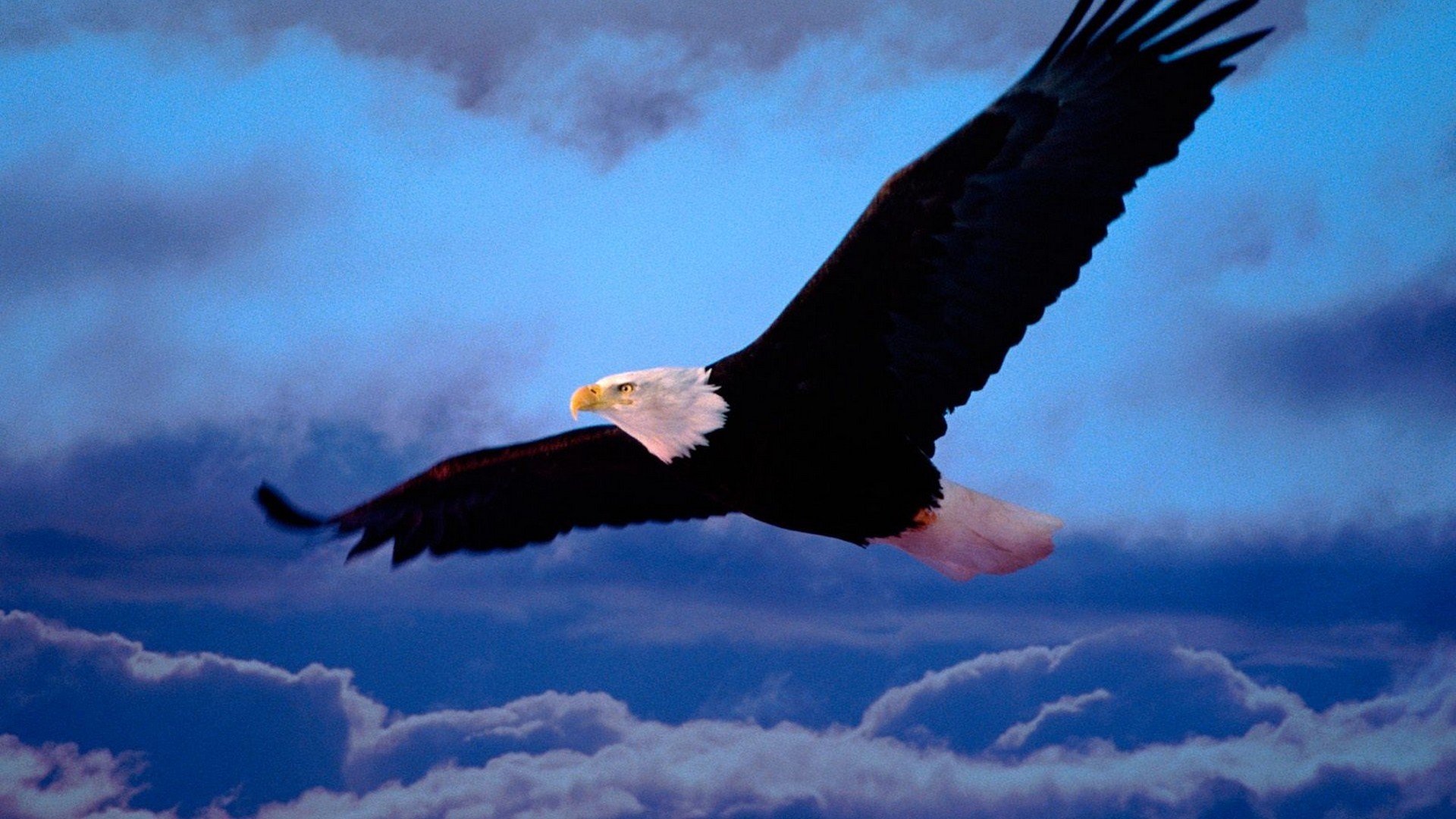 wings, Freedom, Bald, Eagles Wallpaper