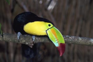 multicolor, Birds, Toucans