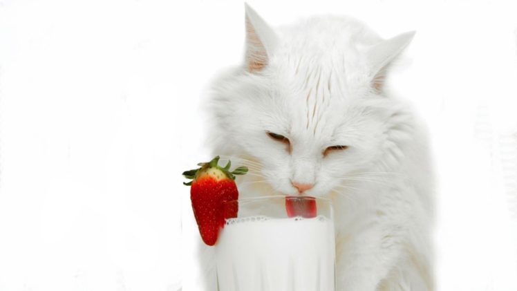 cats, Animals, Glass, Milk, Strawberries HD Wallpaper Desktop Background