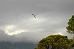 clouds, Landscapes, Nature, Trees, Birds, Animals, Seagulls