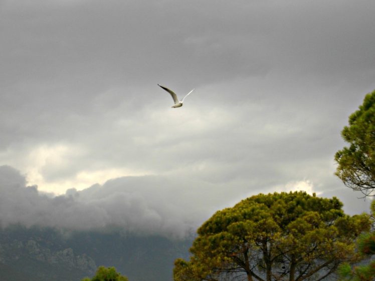 clouds, Landscapes, Nature, Trees, Birds, Animals, Seagulls HD Wallpaper Desktop Background