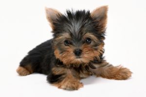 animals, Dogs, Puppies, Yorkshire, Terrier, White, Background