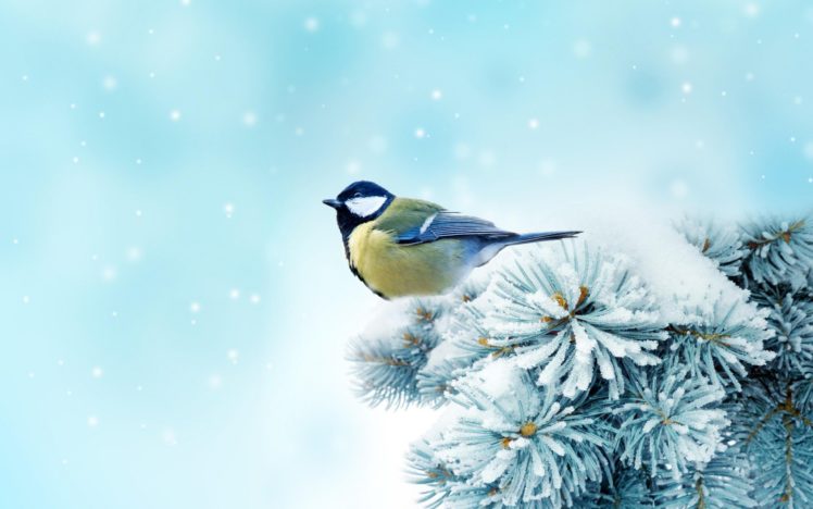 winter, Snow, Snowflakes HD Wallpaper Desktop Background