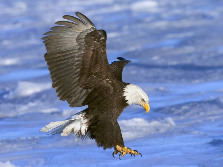 birds, Eagles, Bald, Eagles, Falcon, Bird HD Wallpaper Desktop Background