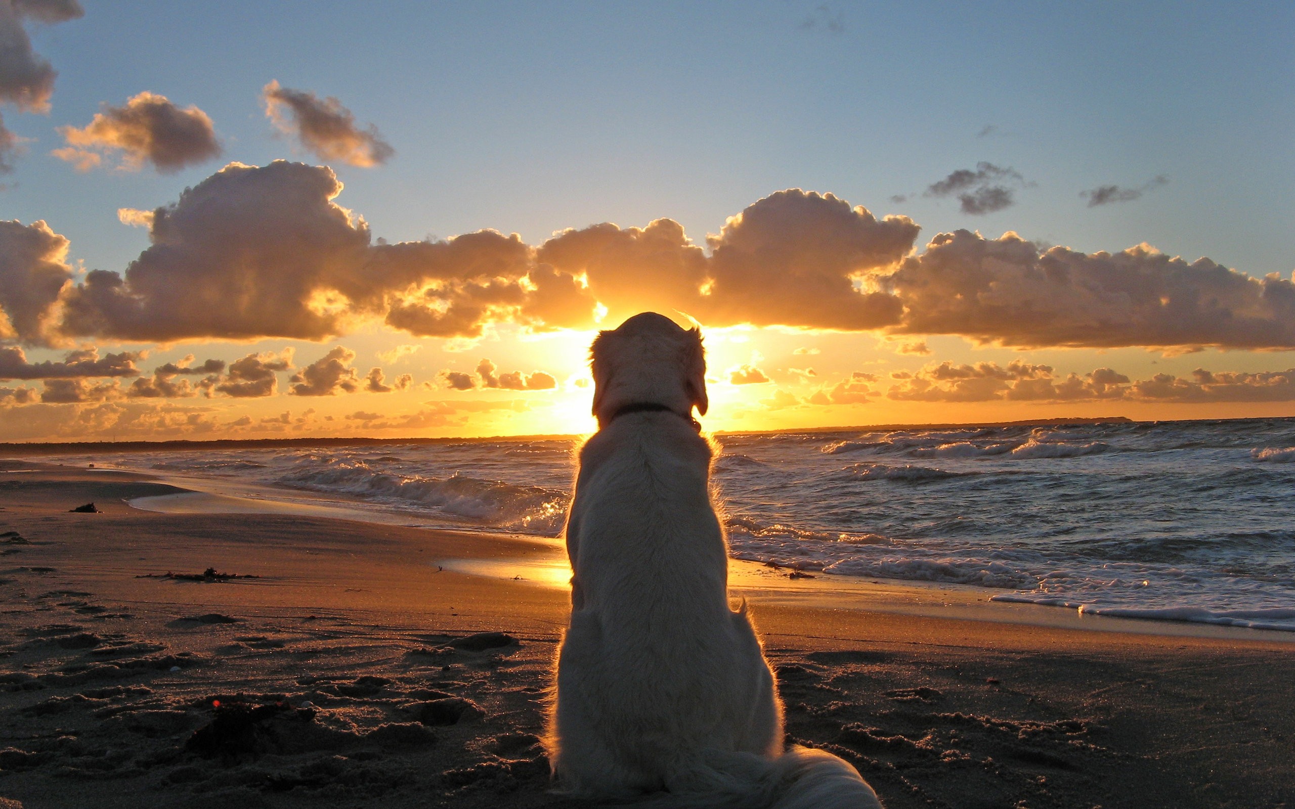 golden, Retriever, At, Sunset Wallpaper